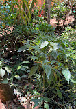 Sahakari Spice Farm