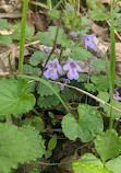 Potomac Woods Park