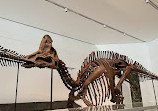 Royal Ontario Museum