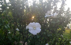 Pier 44 Waterfront Garden