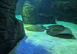 Ripleys Aquarium von Kanada