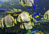 Ripleys Aquarium von Kanada