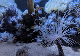 Ripleys Aquarium von Kanada