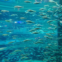 Ripleys Aquarium von Kanada