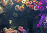 Ripleys Aquarium von Kanada