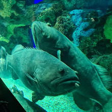 Ripleys Aquarium von Kanada