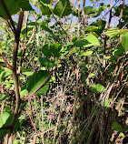 Salt Marsh Nature Center