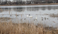 Salt Marsh Nature Center