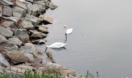 Salt Marsh Nature Center