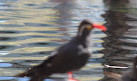 Sedgwick County Zoo