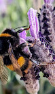 Port Arthur Lavender