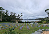 Port Arthur Lavender