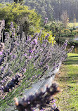 Port Arthur Lavender