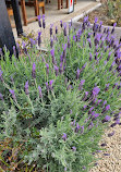 Port Arthur Lavender