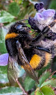 Port Arthur Lavender