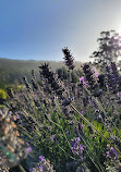 Port Arthur Lavender