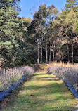 Port Arthur Lavender