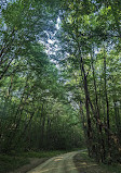 Allegheny National Forest