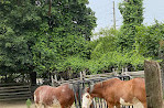 Black Creek Pioneer Village