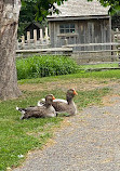 Black Creek Pioneer Village