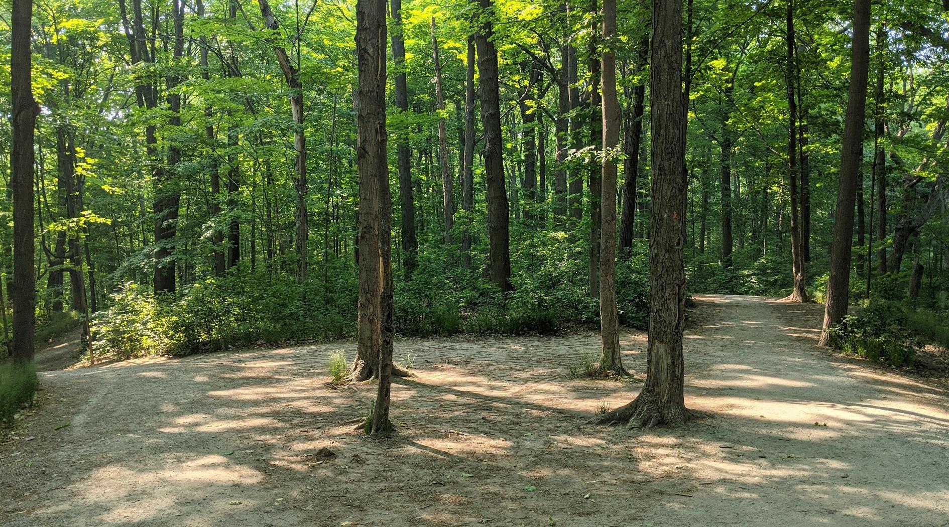 Earl Bales Park trails