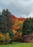 Earl Bales Park trails