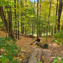 Earl Bales Park Trails