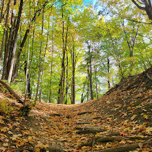 Earl Bales Park Trails