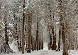 Earl Bales Park trails