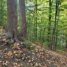 Earl Bales Park Trails