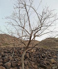 نقطه نمای بالای کوه