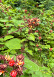 Twinbrook Connector Trail