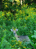 Twinbrook Connector Trail