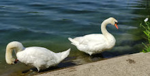 Isla naturista del Danubio Lobau