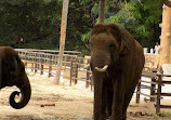 Mysore Zoo