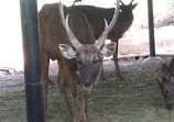 Mysore Zoo