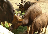 Mysore Zoo