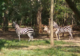 Mysore Zoo