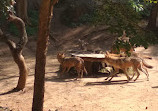 Mysore Zoo