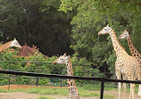 Mysore Zoo