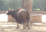 Mysore Zoo