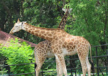 Mysore Zoo