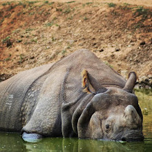 Mysore Zoo