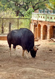 Mysore Zoo