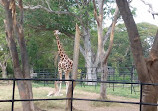 Mysore Zoo