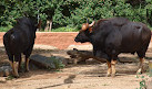 Mysore Zoo