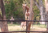 Mysore Zoo