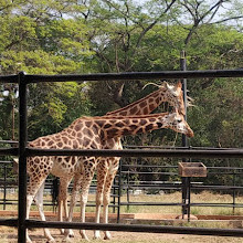 Mysore Zoo