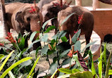 Mysore Zoo