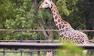 Mysore Zoo